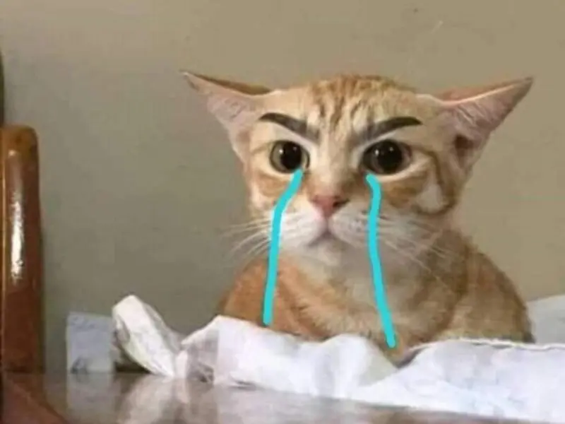 Crying cat meme ngộ nghĩnh và buồn rầu