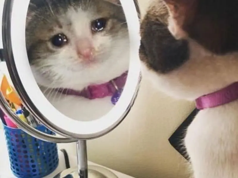 Crying cat meme meme soi gương hài hước