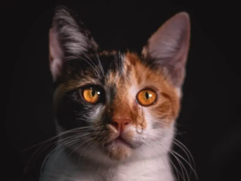 Crying cat meme mang vẻ mặt đẫm lệ