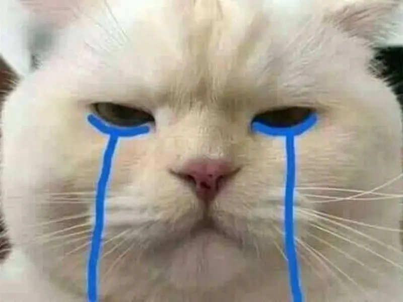 Crying cat meme được chia sẻ rộng rãi