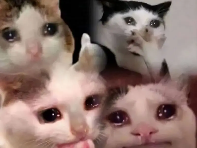 Meme crying cat hài hước và ngộ nghĩnh
