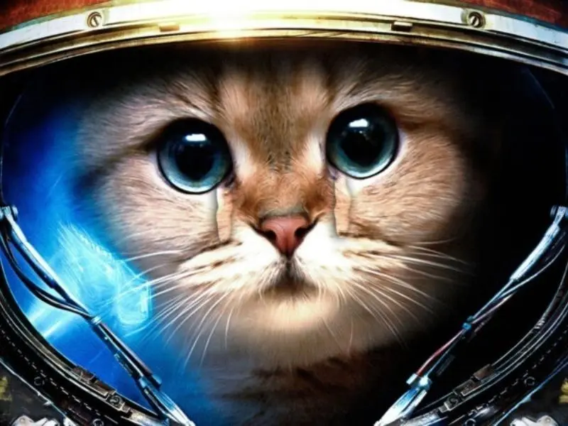 Crying cat meme với đôi mắt đầy cảm xúc