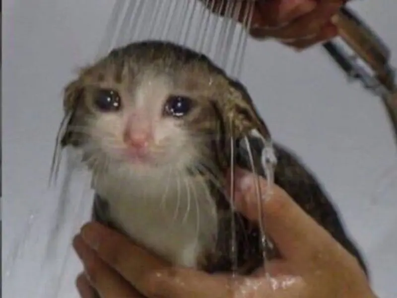 Crying cat meme tắm hài hước và thú vị