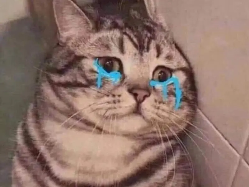 Crying cat với đôi mắt ấm ức 