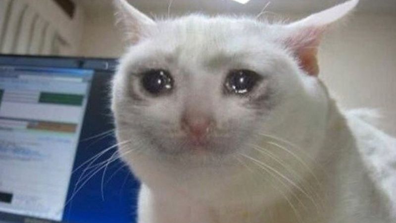 Meme crying cat với đôi mắt đẫm lệ