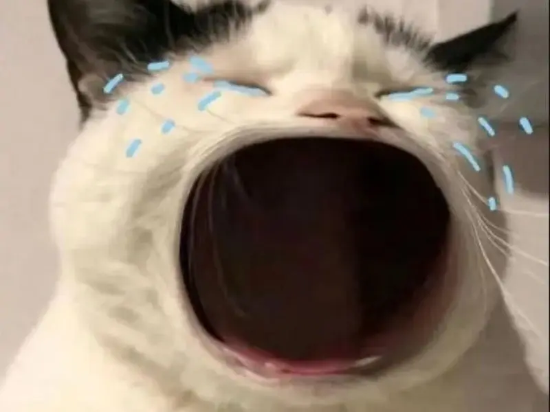 Crying cat òa khóc hài hước và thú vị