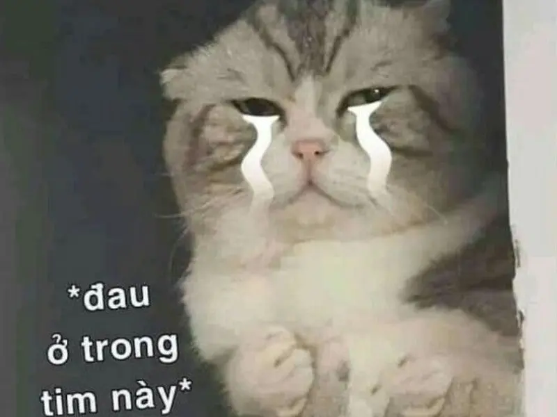 Crying cat đau ở trong tim này hài hước