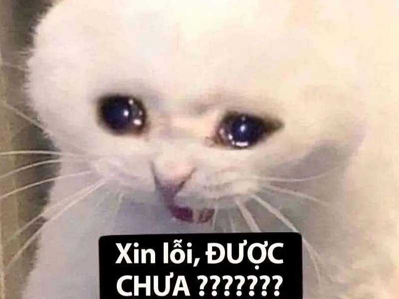 Crying cat meme xin lỗi được chưa hài hước
