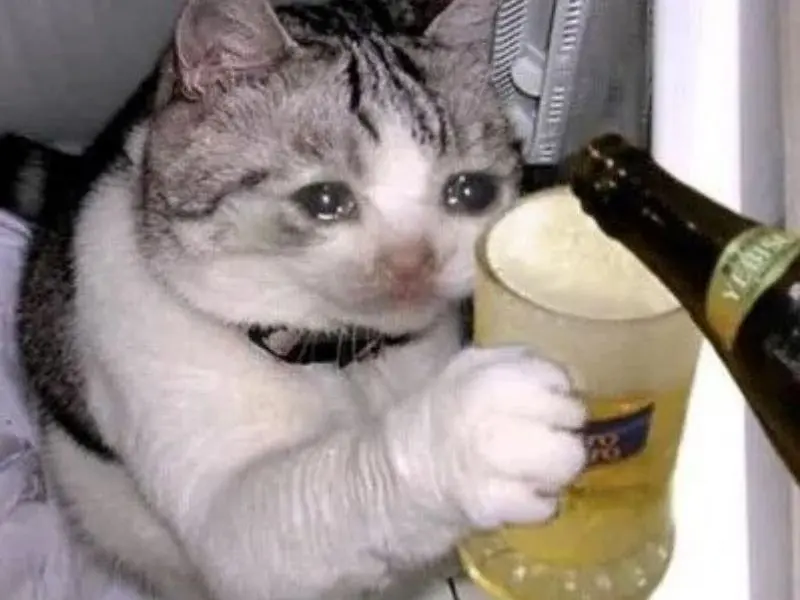 Crying cat meme uống bia hài hước