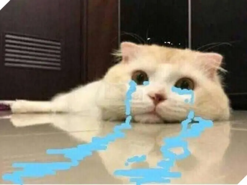 Crying cat meme khóc thành dòng