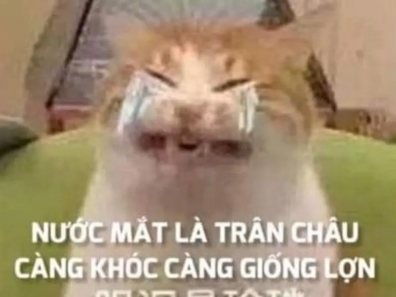 Crying cat meme với vẻ mặt khổ sở
