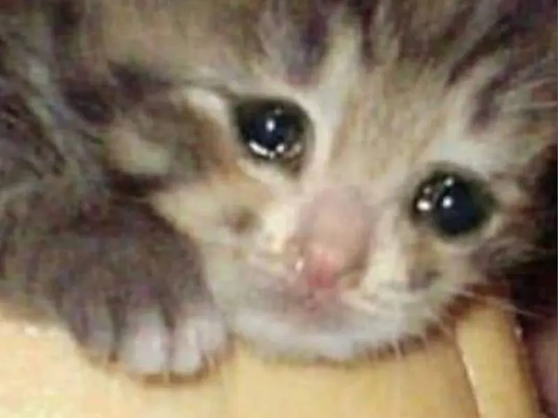 Crying cat meme thể hiện nỗi buồn sâu lắng