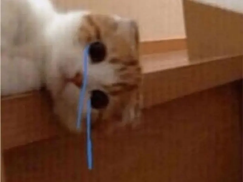 Meme crying cat với nét mặt tội nghiệp