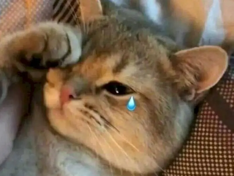 Crying cat meme mang lại cảm giác ngậm ngùi