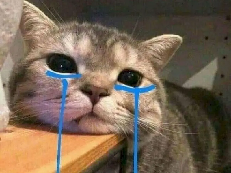Crying cat meme khiến người xem xúc động