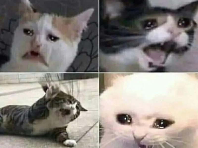 Crying cat meme với những biểu cảm thú vị