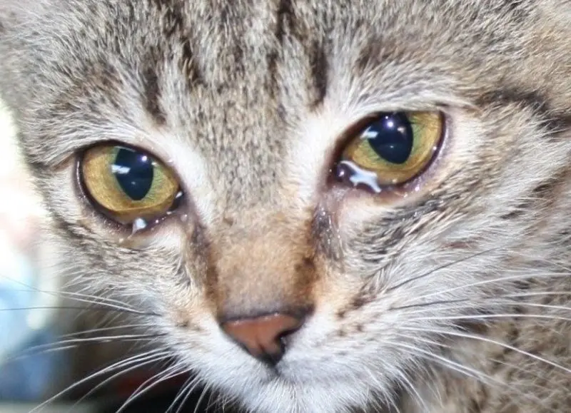 Meme crying cat hài hước và đáng yêu