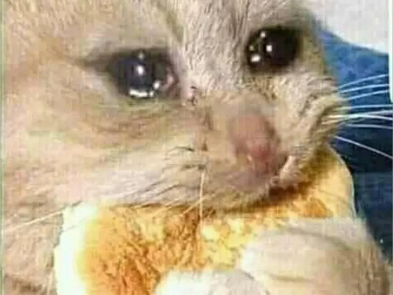Crying cat meme vừa ăn vừa khóc hài hước