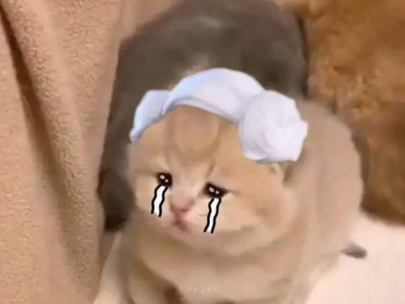Crying cat meme cute và dễ thương
