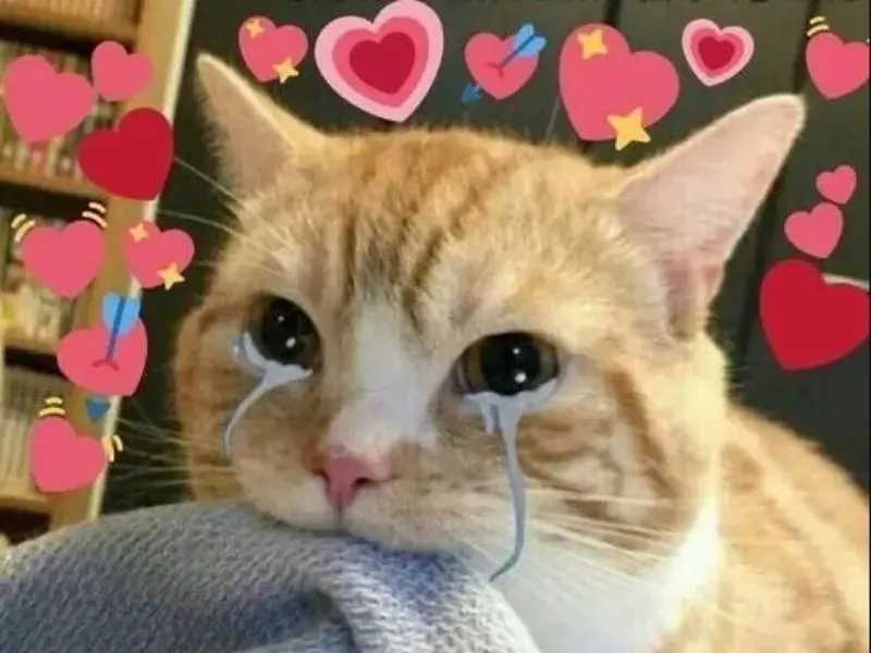 Crying cat meme khiến người xem xúc động