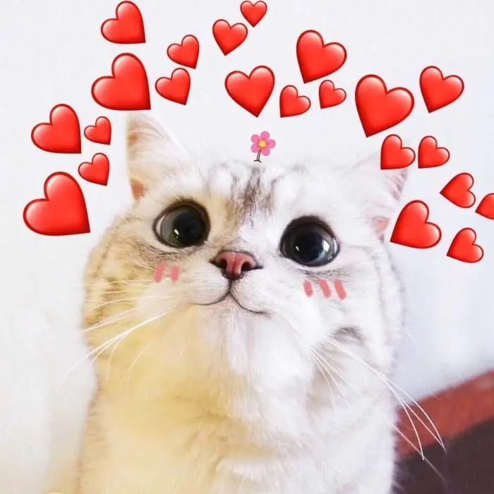 Hình nền meme dễ thương với hình ảnh ngộ nghĩnh