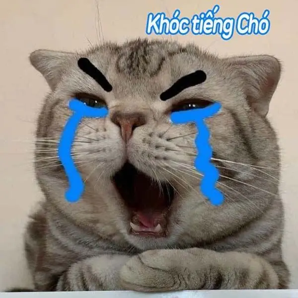 Hình nền meme dễ thương với những câu nói hài hước