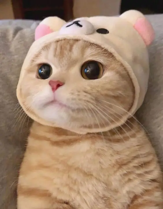 Hình nền meme dễ thương với hình ảnh thú vị