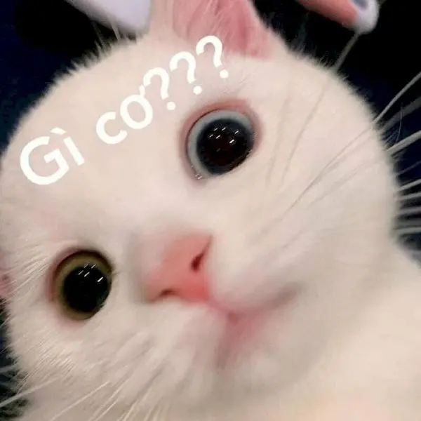Hình nền meme dễ thương với các hình ảnh vui nhộn