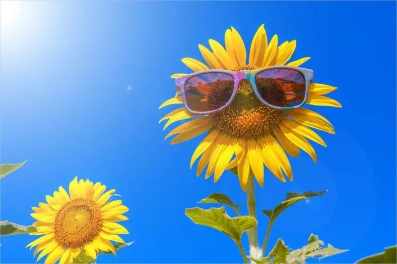 Tận hưởng sắc vàng tươi mát với hình nền hoa hướng dương cho máy tính