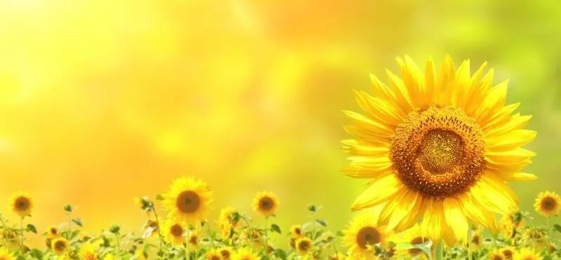 Thưởng thức hình nền hoa hướng dương rực rỡ cho máy tính của bạn