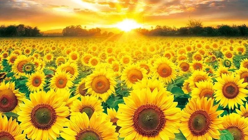 Thêm năng lượng tích cực với hình nền hoa hướng dương cho máy tính
