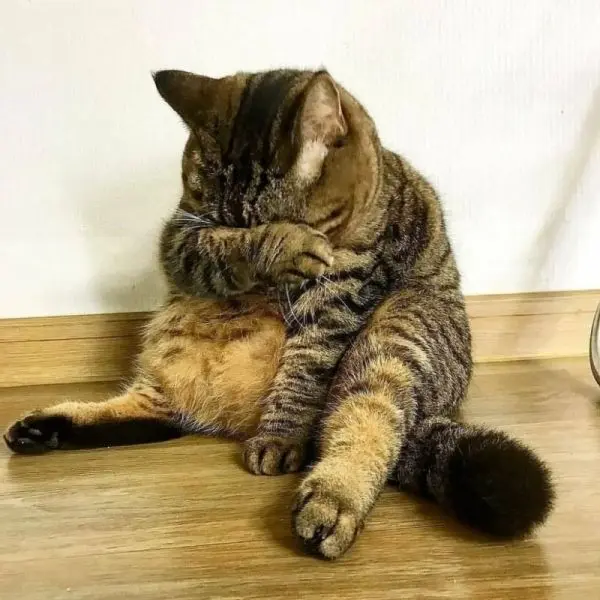 Hình nền động vật về chú mèo con dễ thương