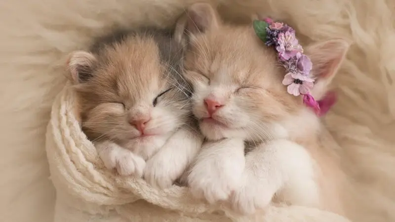 Hình nền con mèo dễ thương đáng yêu Hình nền con mèo dễ thương đáng yêu