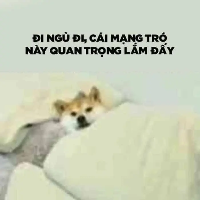 Meme đi ngủ chế hoạt hình dễ thương và vui nhộn