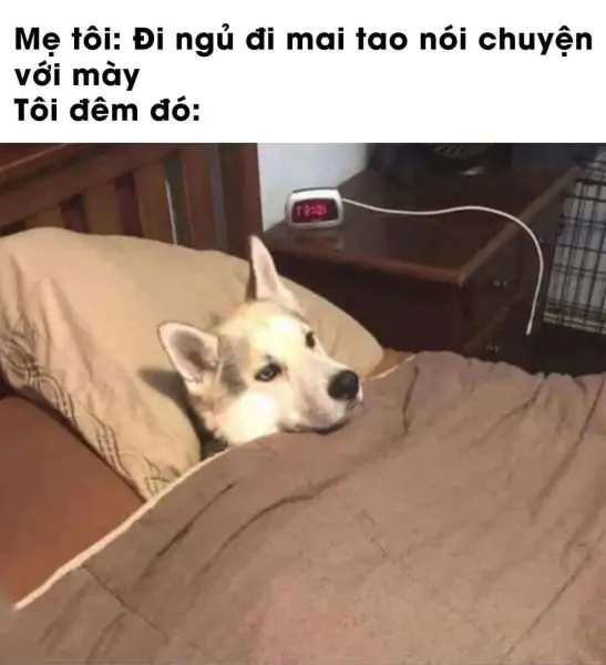 Meme đi ngủ chế hoạt hình với ánh mắt ngái ngủ