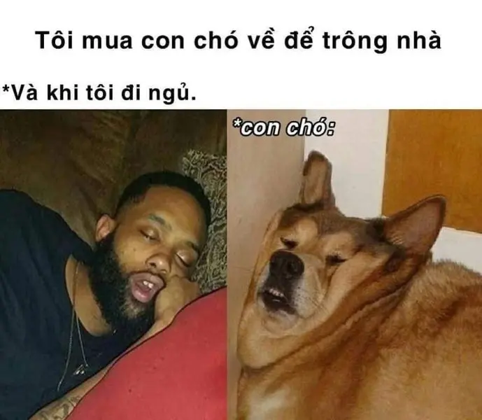 Meme chó con hài hước, thú vị