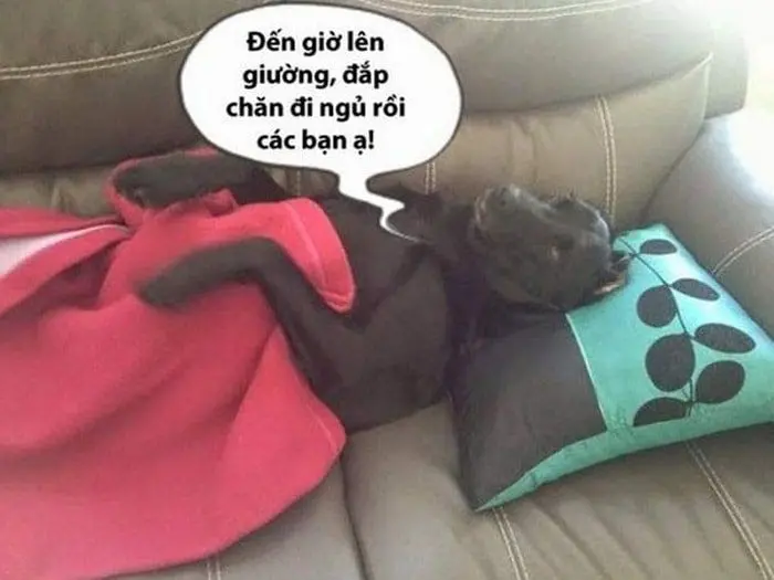 Meme đi ngủ hài hước và thú vị nhất