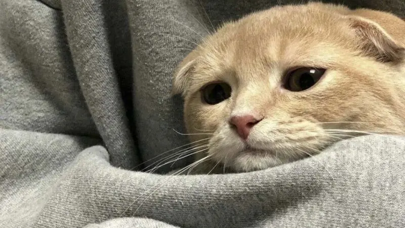 Hình nền meme buồn hài hước Hình nền meme buồn hài hước