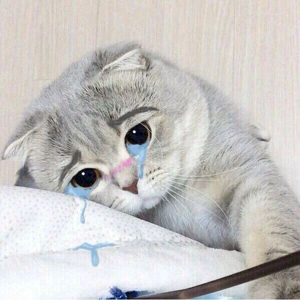 Hình nền meme buồn, gương mặt mếu máo Hình nền meme buồn, gương mặt mếu máo