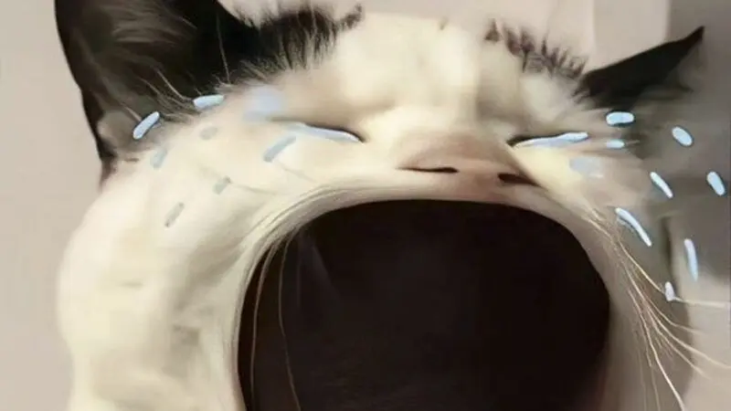 Hình nền meme buồn, cảm xúc lẫn lộn Hình nền meme buồn, cảm xúc lẫn lộn