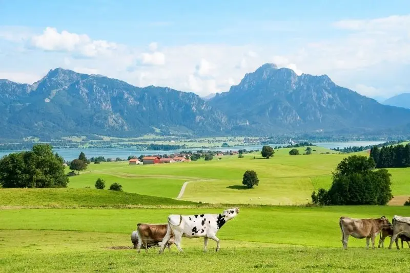 Phong cảnh trang trại xanh mướt, nơi đất trời giao hòa trong không gian yên bình. Phong cảnh trang trại xanh mướt, nơi đất trời giao hòa trong không gian yên bình.
