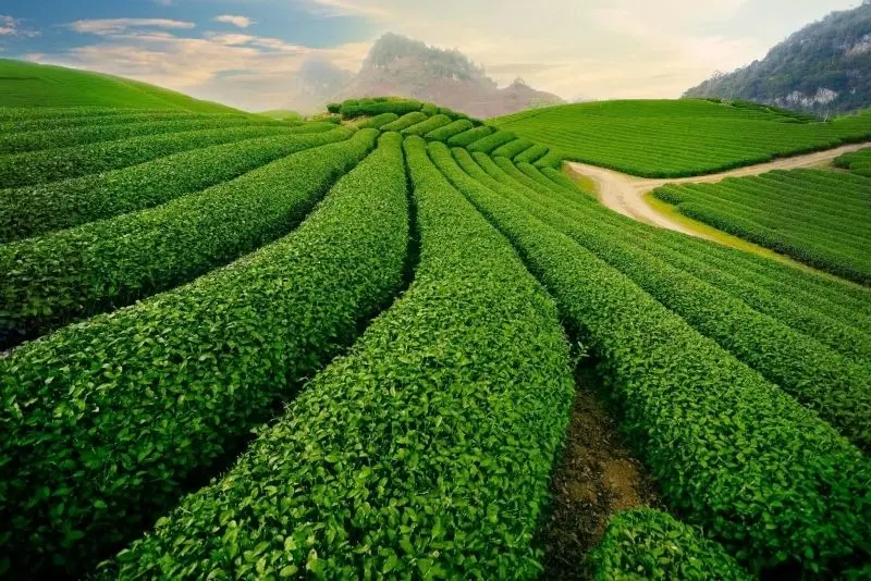 Tận hưởng phong cảnh trang trại xanh mướt với những cánh đồng bát ngát. Tận hưởng phong cảnh trang trại xanh mướt với những cánh đồng bát ngát.