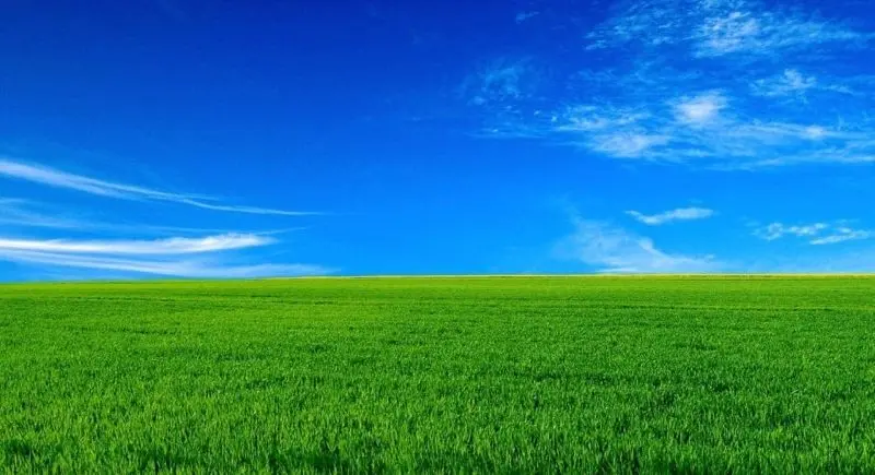 Đồng cỏ với không gian rộng lớn, nơi thiên nhiên phóng khoáng và tự do Đồng cỏ với không gian rộng lớn, nơi thiên nhiên phóng khoáng và tự do
