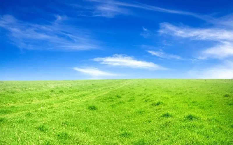 Đồng cỏ bao la dưới ánh nắng nhẹ, không gian thanh bình giữa thiên nhiên Đồng cỏ bao la dưới ánh nắng nhẹ, không gian thanh bình giữa thiên nhiên