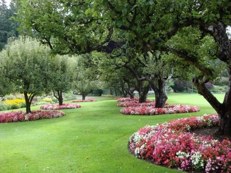 Phong cảnh vườn cây ăn trái rợp mát, thư giãn giữa không gian thiên nhiên trong lành. Phong cảnh vườn cây ăn trái rợp mát, thư giãn giữa không gian thiên nhiên trong lành.