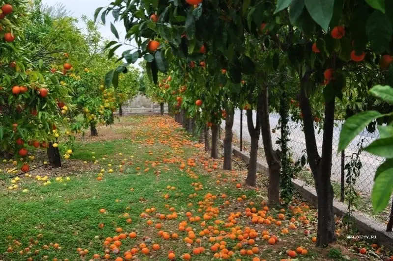 Phong cảnh vườn cây ăn trái rợp mát mang đến cảm giác mát mẻ và dễ chịu. Phong cảnh vườn cây ăn trái rợp mát mang đến cảm giác mát mẻ và dễ chịu.