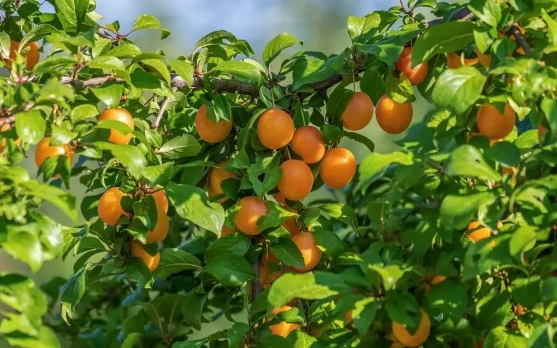 Phong cảnh vườn cây ăn trái rợp mát, điểm đến tuyệt vời cho những ai yêu thích thiên nhiên. Phong cảnh vườn cây ăn trái rợp mát, điểm đến tuyệt vời cho những ai yêu thích thiên nhiên.