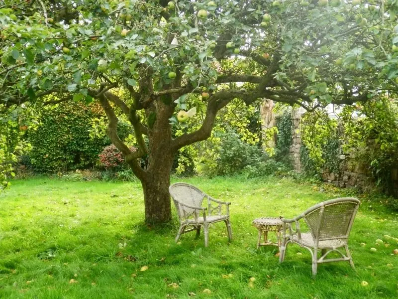 Khám phá phong cảnh vườn cây ăn trái rợp mát, nơi thiên nhiên hòa quyện với sự bình yên. Khám phá phong cảnh vườn cây ăn trái rợp mát, nơi thiên nhiên hòa quyện với sự bình yên.