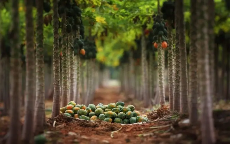 Phong cảnh vườn cây ăn trái rợp mát tạo cảm giác thư giãn với tán cây xanh rợp bóng. Phong cảnh vườn cây ăn trái rợp mát tạo cảm giác thư giãn với tán cây xanh rợp bóng.