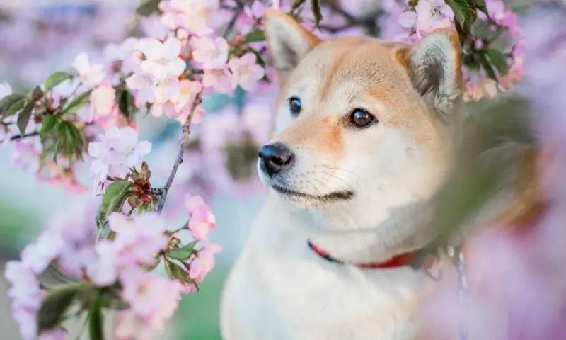Avatar chó Shiba siêu dễ thương cho mọi trang cá nhân Avatar chó Shiba siêu dễ thương cho mọi trang cá nhân